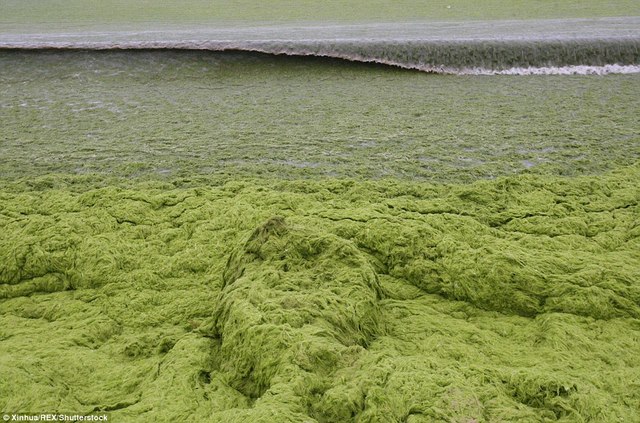 Ảnh: Tảo sinh sôi đột biến, phủ xanh lè bờ biển ở TQ - 4