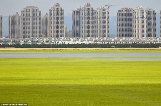 Ảnh: Tảo sinh sôi đột biến, phủ xanh lè bờ biển ở TQ - 3