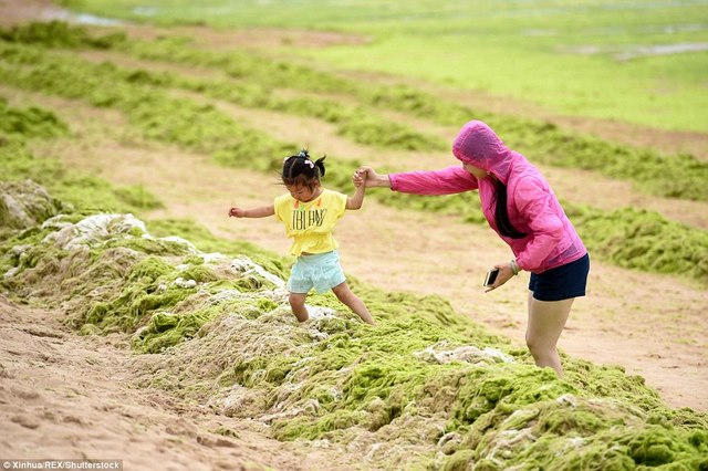 Ảnh: Tảo sinh sôi đột biến, phủ xanh lè bờ biển ở TQ - 8