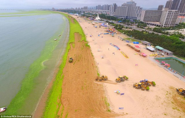 Ảnh: Tảo sinh sôi đột biến, phủ xanh lè bờ biển ở TQ - 6