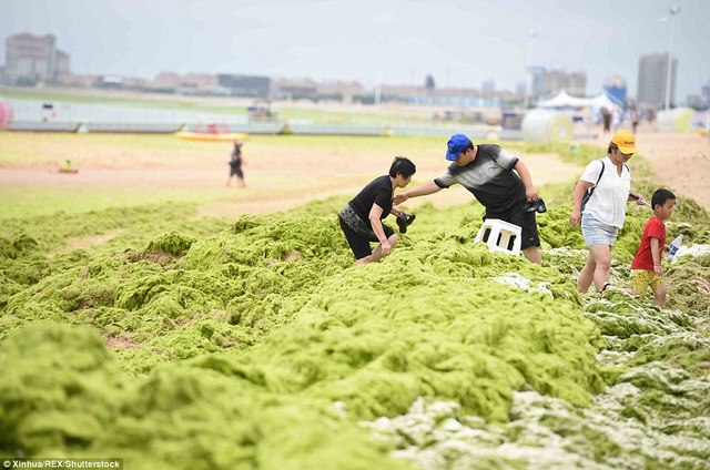 Ảnh: Tảo sinh sôi đột biến, phủ xanh lè bờ biển ở TQ - 7