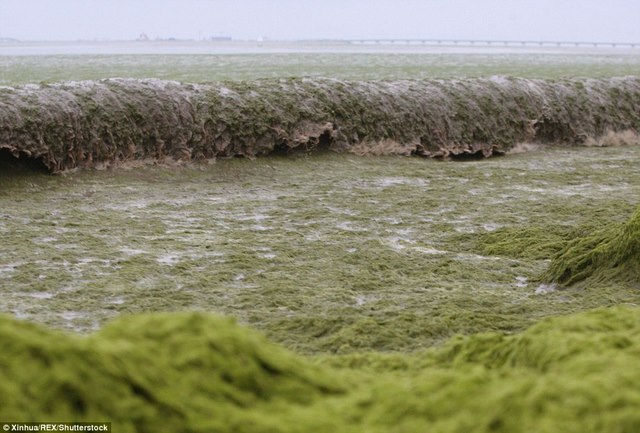 Ảnh: Tảo sinh sôi đột biến, phủ xanh lè bờ biển ở TQ - 9
