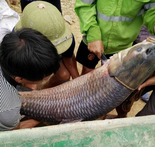 Cá trắm hơn nửa tạ ở hồ Núi Cốc bán giá bao nhiêu? - 1