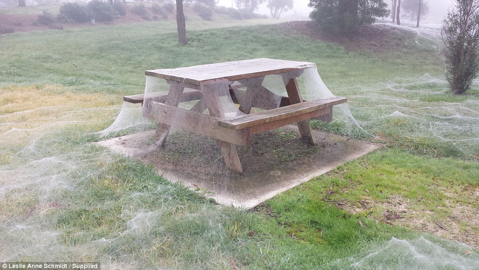 Triệu con nhện giăng tơ phủ trắng xóa công viên ở Úc - 1