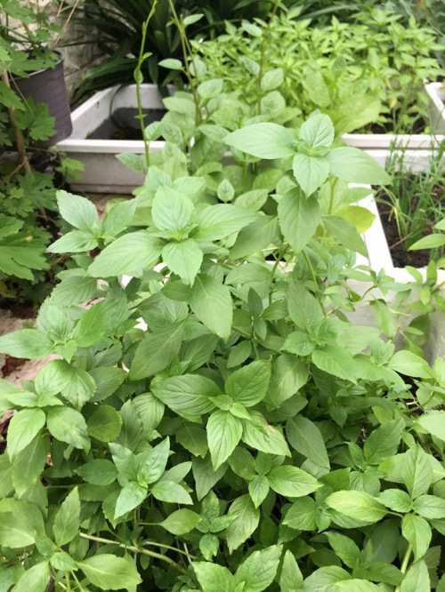 Đột nhập biệt thự triệu đô của Thủy Tiên - Công Vinh - 13