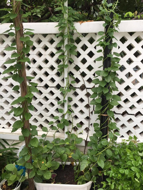 Đột nhập biệt thự triệu đô của Thủy Tiên - Công Vinh - 2