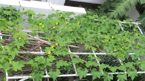 Đột nhập biệt thự triệu đô của Thủy Tiên - Công Vinh - 14