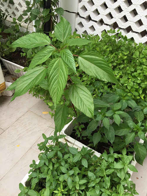 Đột nhập biệt thự triệu đô của Thủy Tiên - Công Vinh - 15