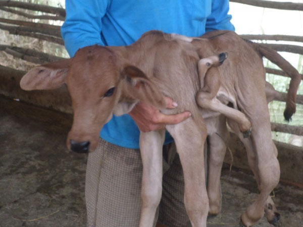 Đổ xô chiêm ngưỡng, cúng bái xin bê 8 chân cho… số đề - 2