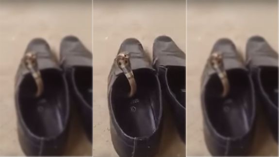 Video: Rắn hổ mang mò vào nhà chui vào nấp trong giày - 1