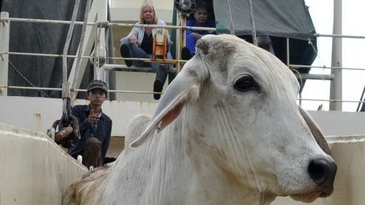 Cấm xuất khẩu bò Úc sang VN: Đang dừng để điều tra - 1