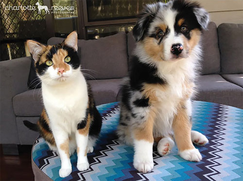 Truyền thuyết kể rằng: Chó mèo có cùng tổ tiên - 2