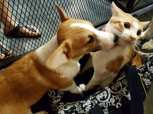 Truyền thuyết kể rằng: Chó mèo có cùng tổ tiên - 15