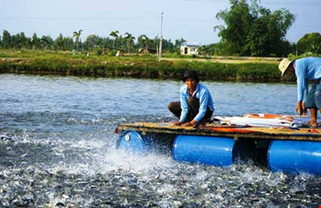 Hàng trăm sản phẩm thức ăn thủy sản lưu hành trái phép - 2