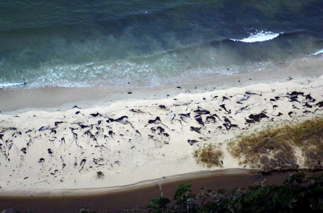 70 cá voi dạt bờ bí ẩn ở Chile - 1
