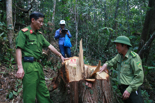 Quảng Nam báo cáo Thủ tướng vụ phá rừng pơ mu - 1