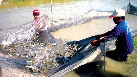 'Động trời' ở Tổng cục Thủy sản: 800 loại sản phẩm cấp khống đi đâu? - 1