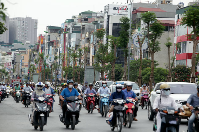 Cận cảnh phượng vĩ mới trồng đã ra hoa ở Hà Nội - 2