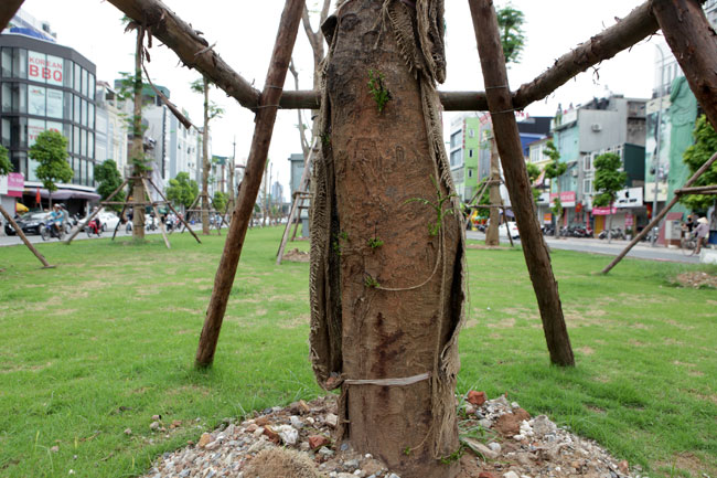 Cận cảnh phượng vĩ mới trồng đã ra hoa ở Hà Nội - 9