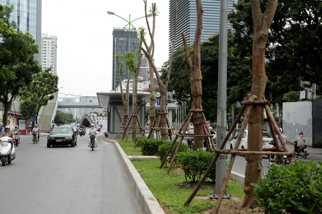 Cận cảnh phượng vĩ mới trồng đã ra hoa ở Hà Nội - 10