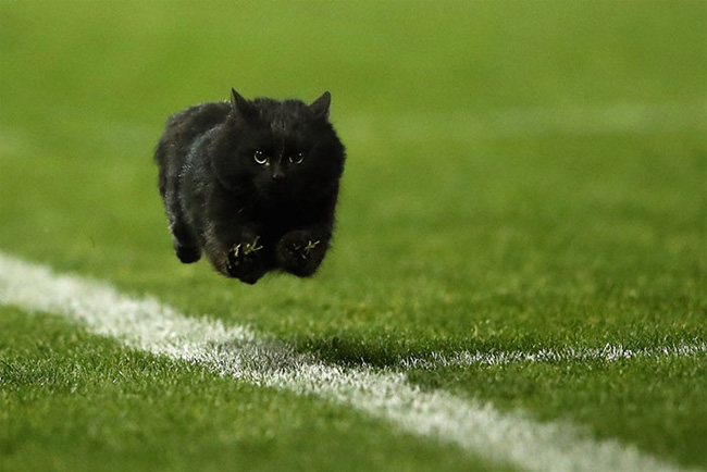 Một con mèo đen xuất hiện ở sân vận động khiến trận đấu bầu dục giữa hai đội tuyển của Úc bị gián đọn trong ít phút.

Tuy nhiên, chú mèo đã nhanh nhạy băng qua sân trước sự cổ vũ của hàng nghìn khán giả trên sân. Sự xuất hiện bất ngờ của chú mèo đã khiến chú trở nên nổi tiếng khắp các diễn đàn mạng và truyền thông Úc. Không lâu sau đó, chú đã trở thành chủ đề để dân mạng chế những bức ảnh vô cùng hài hước.