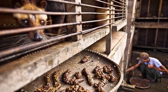 Sự tàn nhẫn đằng sau ly cà phê chồn thơm ngon - 3