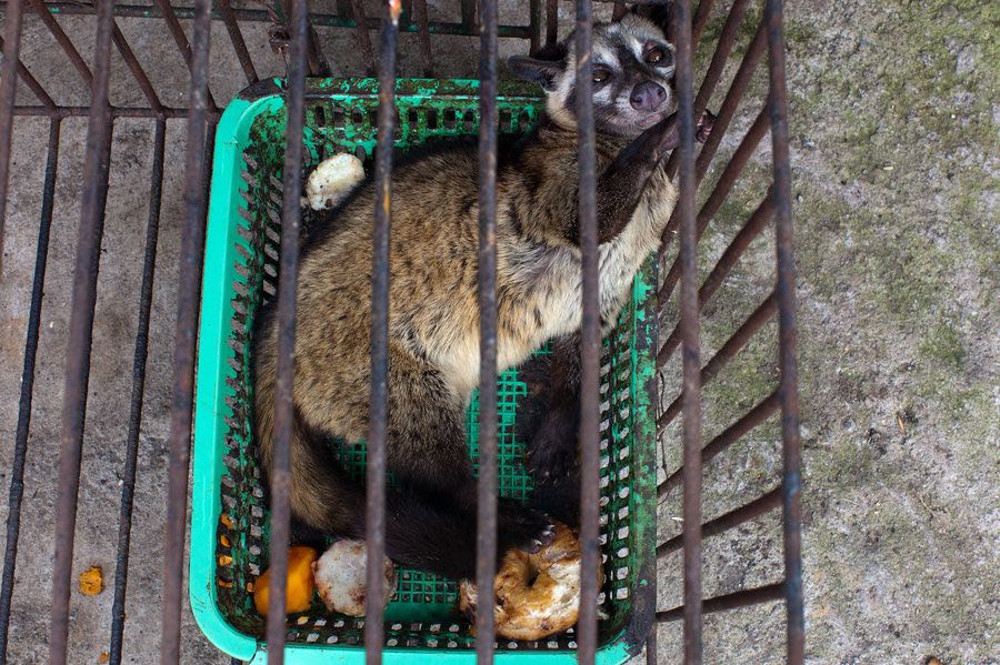 Sự tàn nhẫn đằng sau ly cà phê chồn thơm ngon - 5