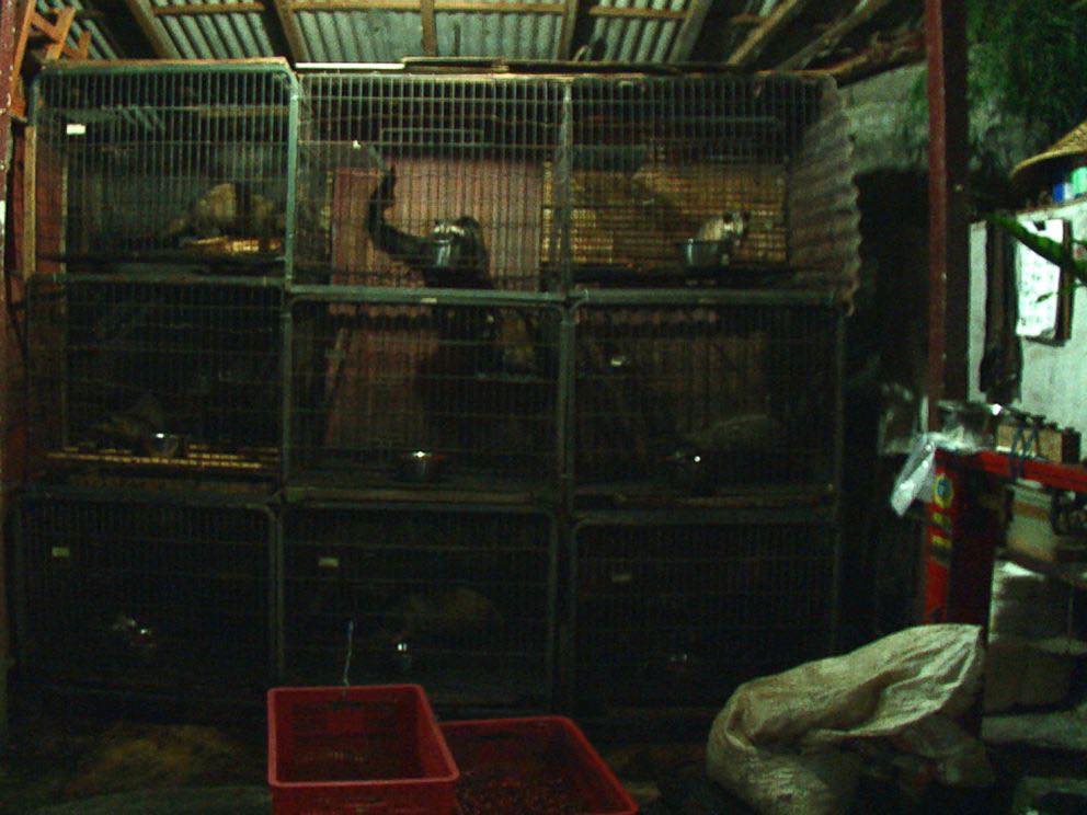 Sự tàn nhẫn đằng sau ly cà phê chồn thơm ngon - 4