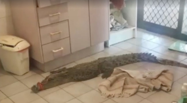 Úc: Tỉnh dậy thấy cá sấu chờ sẵn trong toilet - 1