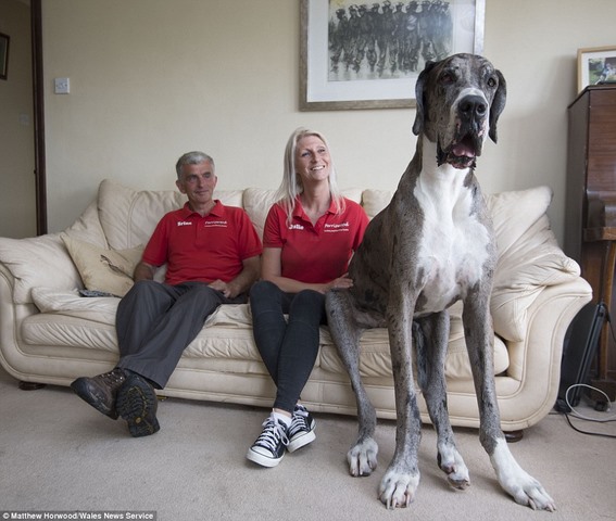 Ngắm chú chó cao nhất thế giới 2,1m - 1