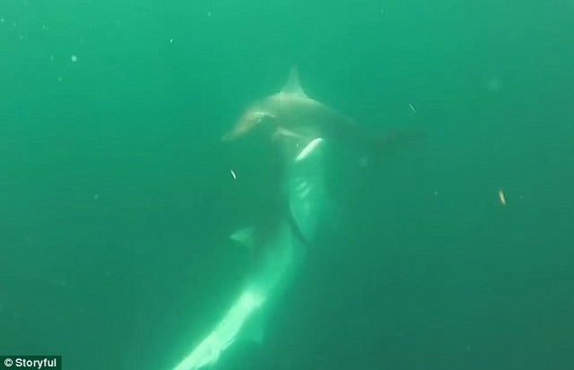 Video cá mập hổ tấn công điên cuồng cá mập đầu búa - 1