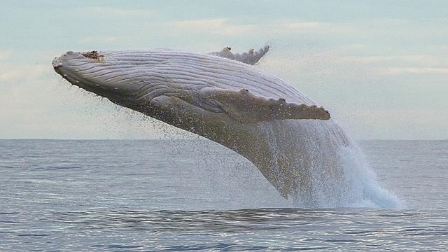 Cá voi trắng cực hiếm xuất hiện ở biển Australia - 4