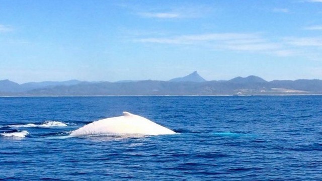 Cá voi trắng cực hiếm xuất hiện ở biển Australia - 1