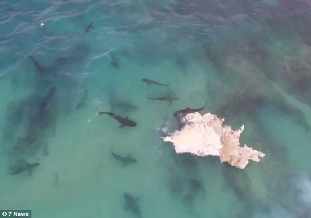 Video: 40 cá mập cắn xé xác cá voi khổng lồ - 1