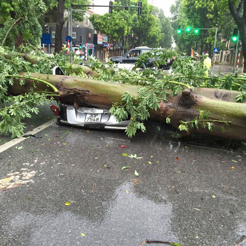 HN: Gió giật cực mạnh, cây đổ ngổn ngang do bão số 1 - 15