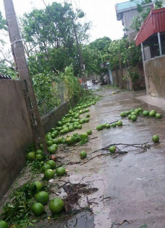 Bão số 1 càn quét, các tỉnh ven biển miền Bắc thiệt hại nặng nề - 15