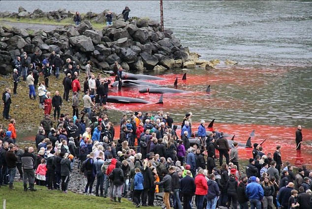 Thảm sát 120 cá voi ở Đan Mạch, cả vùng biển đỏ máu - 1