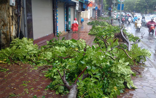 Sau bão số 1, cây xanh Hà Nội bật gốc, lộ bầu bọc nilon - 3