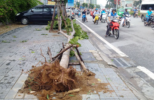 Sau bão số 1, cây xanh Hà Nội bật gốc, lộ bầu bọc nilon - 6