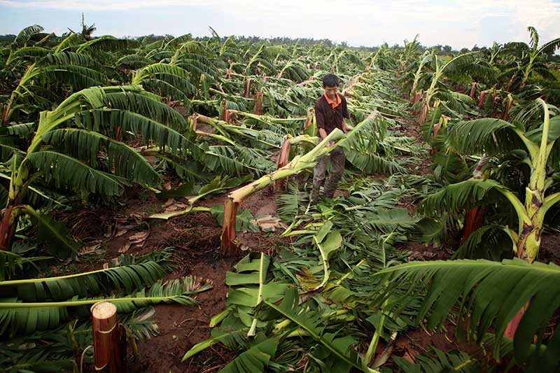 Nông dân bật khóc nhìn trăm hecta chuối đổ rạp sau bão - 2