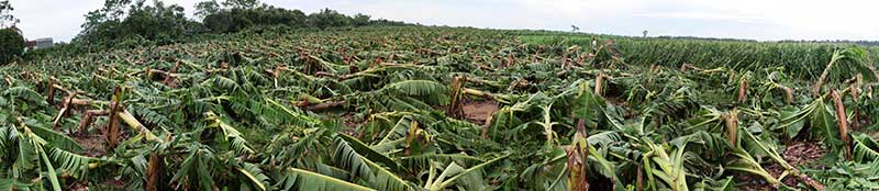 Nông dân bật khóc nhìn trăm hecta chuối đổ rạp sau bão - 1