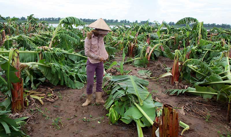 Nông dân bật khóc nhìn trăm hecta chuối đổ rạp sau bão - 4