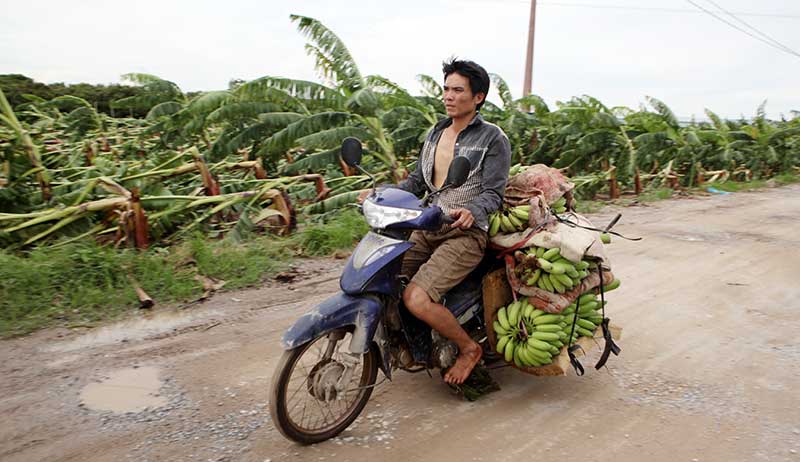 Nông dân bật khóc nhìn trăm hecta chuối đổ rạp sau bão - 7