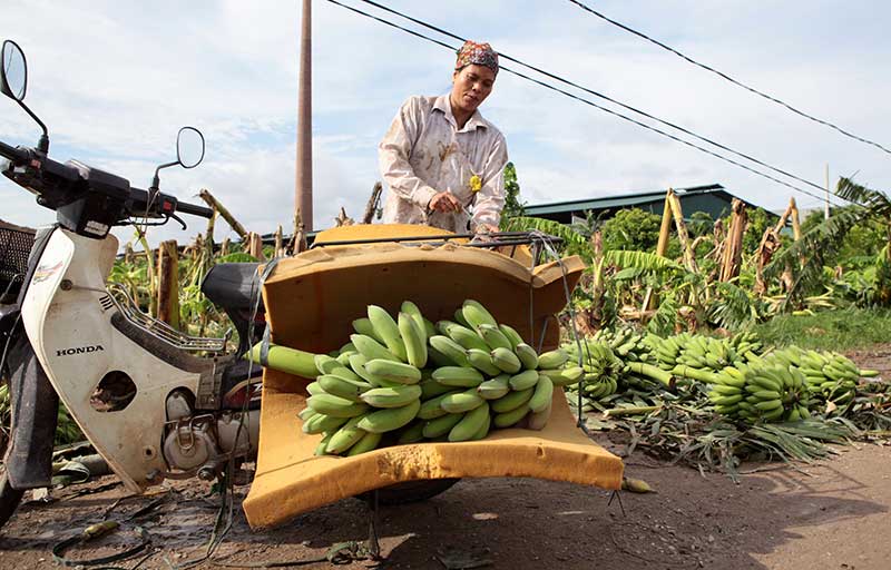 Nông dân bật khóc nhìn trăm hecta chuối đổ rạp sau bão - 5