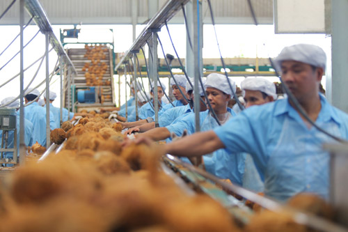 Sản phẩm nước dừa đóng hộp đầu tiên tại Việt Nam - 2