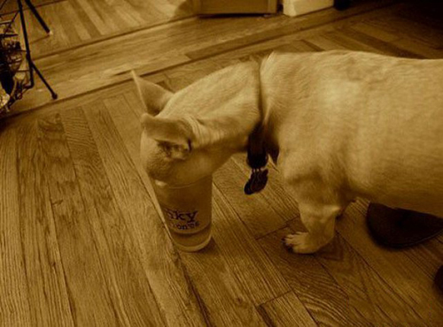 Khi các chú "cún cưng" muốn làm... "bợm nhậu" - 2