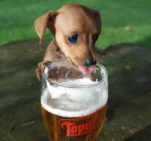 Khi các chú "cún cưng" muốn làm... "bợm nhậu" - 5