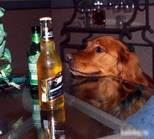 Khi các chú "cún cưng" muốn làm... "bợm nhậu" - 7
