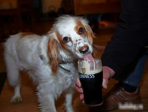 Khi các chú "cún cưng" muốn làm... "bợm nhậu" - 8