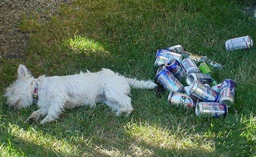 Khi các chú "cún cưng" muốn làm... "bợm nhậu" - 9